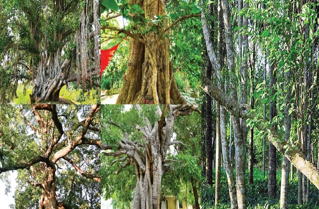 “विरासत वृक्ष" घोषित करने के लिए बिहार के 32 वृक्षों का हुआ चयन