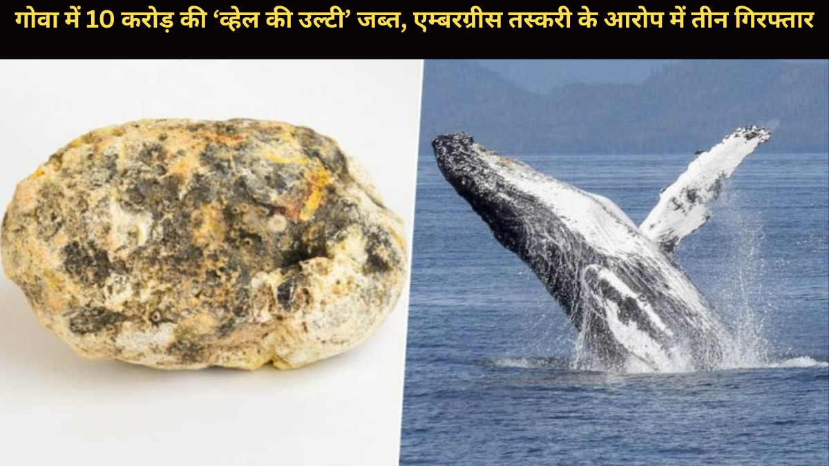 गोवा में 10 करोड़ की ‘व्हेल की उल्टी’ जब्त, एम्बरग्रीस तस्करी के आरोप में तीन गिरफ्तार
