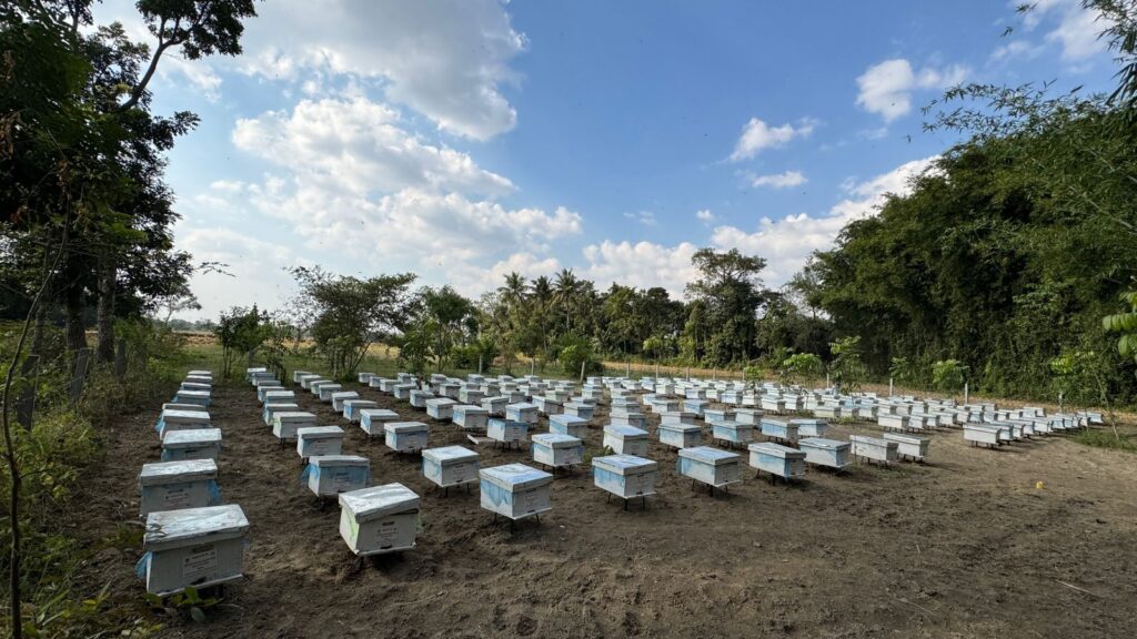 मधेपुरा डीएम ने रामगंज की मधुमक्खी परियोजना को उत्तर बिहार का मॉडल बताया, रामालय फाउंडेशन व CSIR–NBRI की खुलकर सराहना